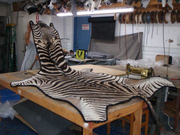 Awesome Zebra Rug